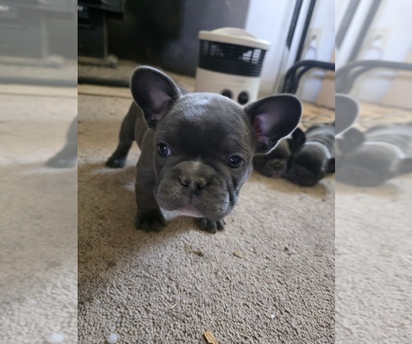 Medium Photo #32 French Bulldog Puppy For Sale in BLANCA, CO, USA