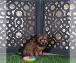Small #2 Yorkiepoo mix (+ Poodle Toy)
