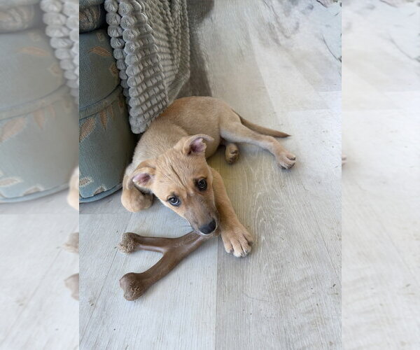 Medium Photo #4 Mutt Puppy For Sale in Springdale, PA, USA