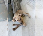 Small #3 Mutt
