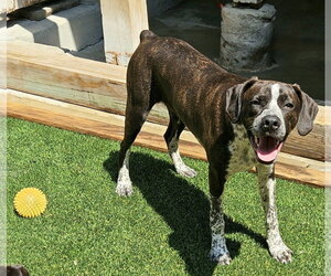 Swiss - Male Boston Terrier-Boxer Mix Dog for Adoption - Photo #4