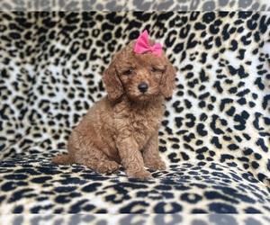 Cavapoo Puppy for sale in LAKELAND, FL, USA