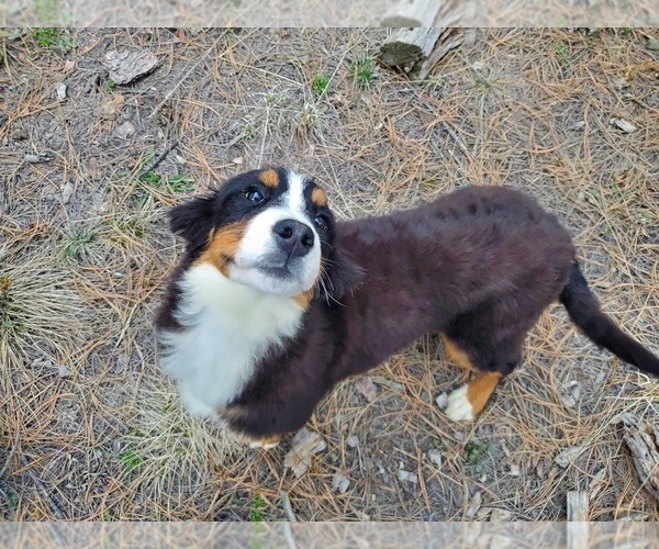 Medium Photo #14 Bernese Mountain Dog Puppy For Sale in BLACK FOREST, CO, USA
