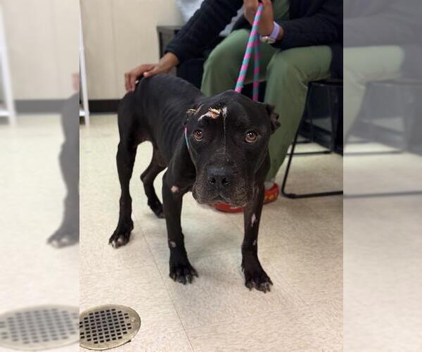 Medium Photo #1 Staffordshire Bull Terrier Puppy For Sale in Sugar Land, TX, USA