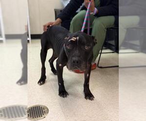 Staffordshire Bull Terrier Dog for Adoption in Sugar Land, Texas USA