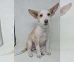 Small Basenji-Labrador Retriever Mix