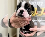 Small #1 Boston Terrier