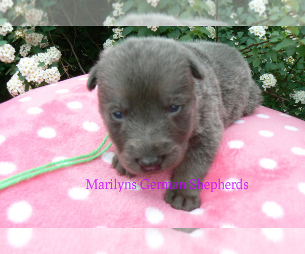 Medium Photo #4 German Shepherd Dog Puppy For Sale in PIEDMONT, MO, USA