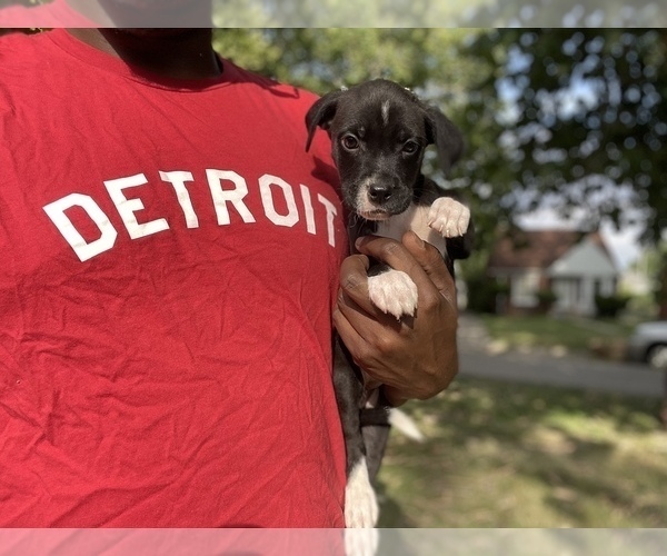 Medium Photo #4 American Pit Bull Terrier Puppy For Sale in DETROIT, MI, USA
