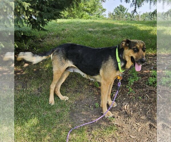 Medium Photo #3 German Shepherd Dog-Unknown Mix Puppy For Sale in Minneapolis, MN, USA