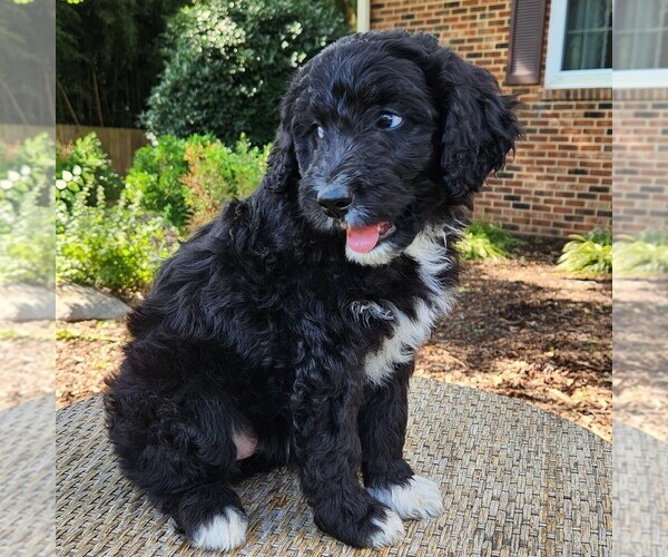 Medium Photo #5 F2 Aussiedoodle Puppy For Sale in COLUMBIA, TN, USA