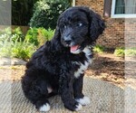 Small #4 F2 Aussiedoodle