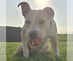 Small #31 American Pit Bull Terrier Mix