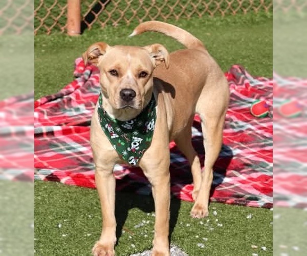 Medium Photo #2 Mutt Puppy For Sale in Rockaway, NJ, USA