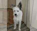 Small #3 Siberian Husky Mix