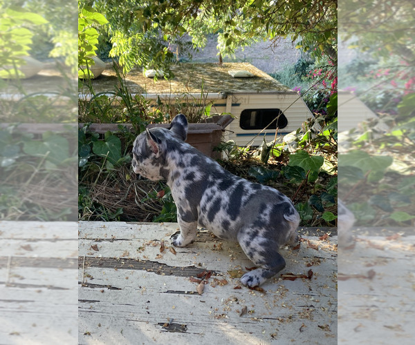 Medium Photo #6 French Bulldog Puppy For Sale in CITY INDUSTRY, CA, USA