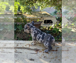 Small Photo #6 French Bulldog Puppy For Sale in CITY INDUSTRY, CA, USA