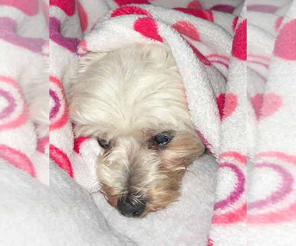 Medium Photo #6 Poodle (Miniature)-Unknown Mix Puppy For Sale in Corona, CA, USA