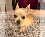 Small #11 Chihuahua