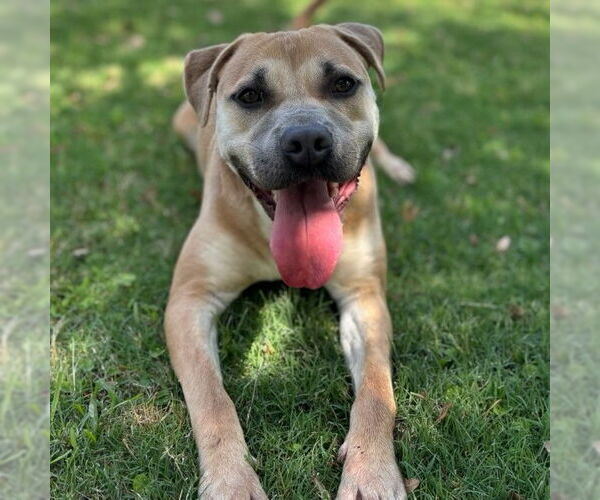 Medium Photo #2 Black Mouth Cur-Unknown Mix Puppy For Sale in Texas City, TX, USA