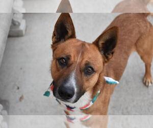 Australian Kelpie Dogs for adoption in Tulsa, OK, USA