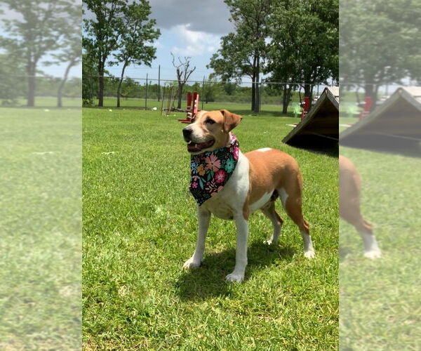 Medium Photo #11 Mutt Puppy For Sale in San Leon, TX, USA