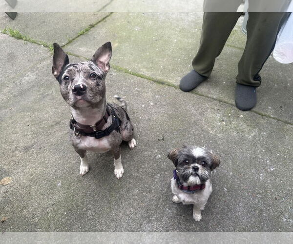 Medium Photo #2 American Pit Bull Terrier-Catahoula Leopard Dog Mix Puppy For Sale in Berkeley, CA, USA
