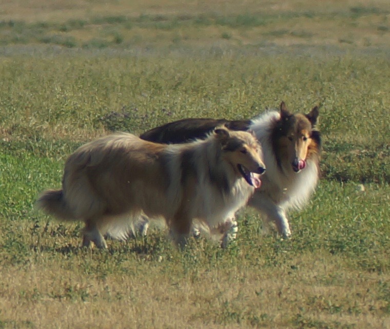 Medium Photo #1 Collie Puppy For Sale in CARSON, ND, USA