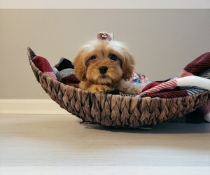 Cavapoo Puppy for sale in HAMPTON, VA, USA