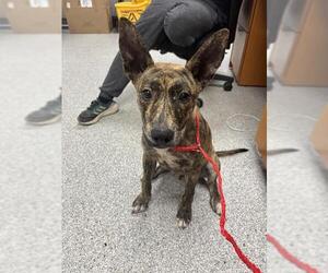 Staffordshire Bull Terrier-Unknown Mix Dogs for adoption in Pasadena, TX, USA