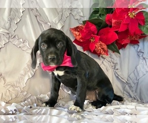 Cocker Spaniel-Staffordshire Bull Terrier Mix Puppy for sale in LANCASTER, PA, USA