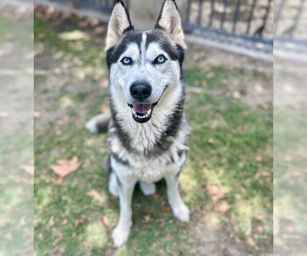 Medium Photo #3 Siberian Husky Puppy For Sale in Riverside, CA, USA