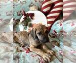 Small Photo #4 Great Dane Puppy For Sale in ABILENE, TX, USA
