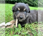Small #2 Australian Shepherd