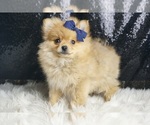 Small #3 Pomeranian