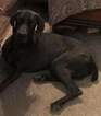 Small Photo #1 Weimaraner Puppy For Sale in ALBUQUERQUE, NM, USA