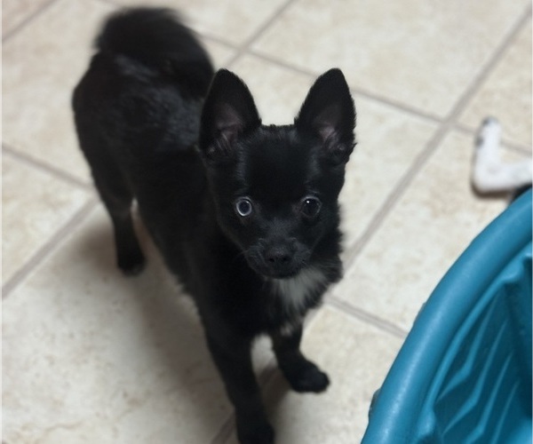 Medium Photo #1 Pomimo Puppy For Sale in SYRACUSE, NY, USA