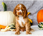 Puppy Zedrick Cocker Spaniel