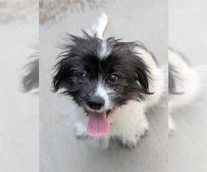 Shih Tzu Dogs for adoption in Brighton, CO, USA