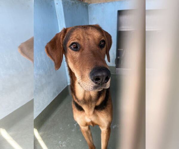 Medium Photo #1 Rhodesian Ridgeback-Unknown Mix Puppy For Sale in Pasadena, CA, USA