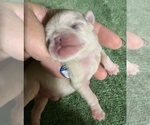 Puppy BAMBI Pug