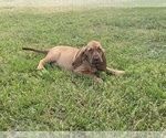 Small Photo #4 Bloodhound Puppy For Sale in NORMANGEE, TX, USA