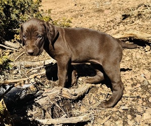 German Shorthaired Pointer Puppy for sale in WOODLAND PARK, CO, USA