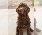 Small #3 Poodle (Standard)