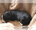 Small Photo #30 Bernedoodle Puppy For Sale in ELMWOOD, IL, USA