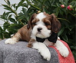Small #1 Cava-Tzu