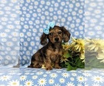 Small Photo #2 Dachshund Puppy For Sale in LINCOLN UNIVERSITY, PA, USA