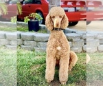 Small Photo #9 Goldendoodle Puppy For Sale in GLENDALE, CA, USA