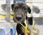 Small Labrador Retriever Mix