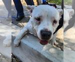 Small American Staffordshire Terrier Mix